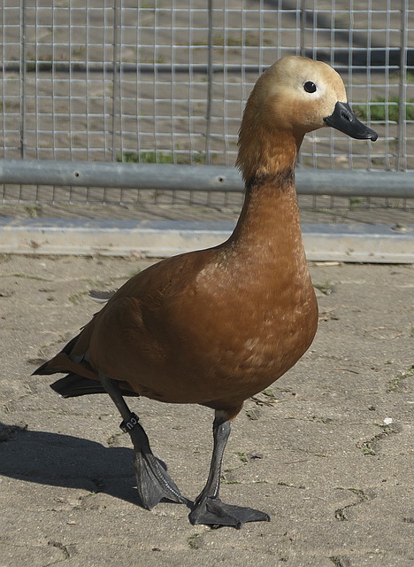 赛场还是欧